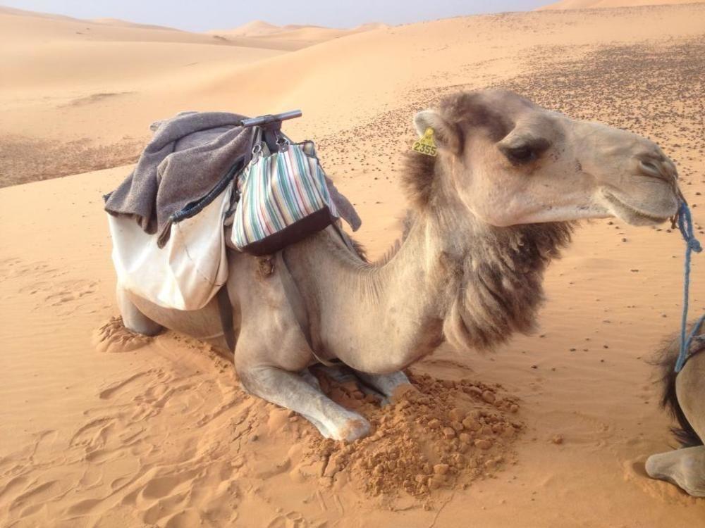Merzouga Camp And Hostel Eksteriør bilde